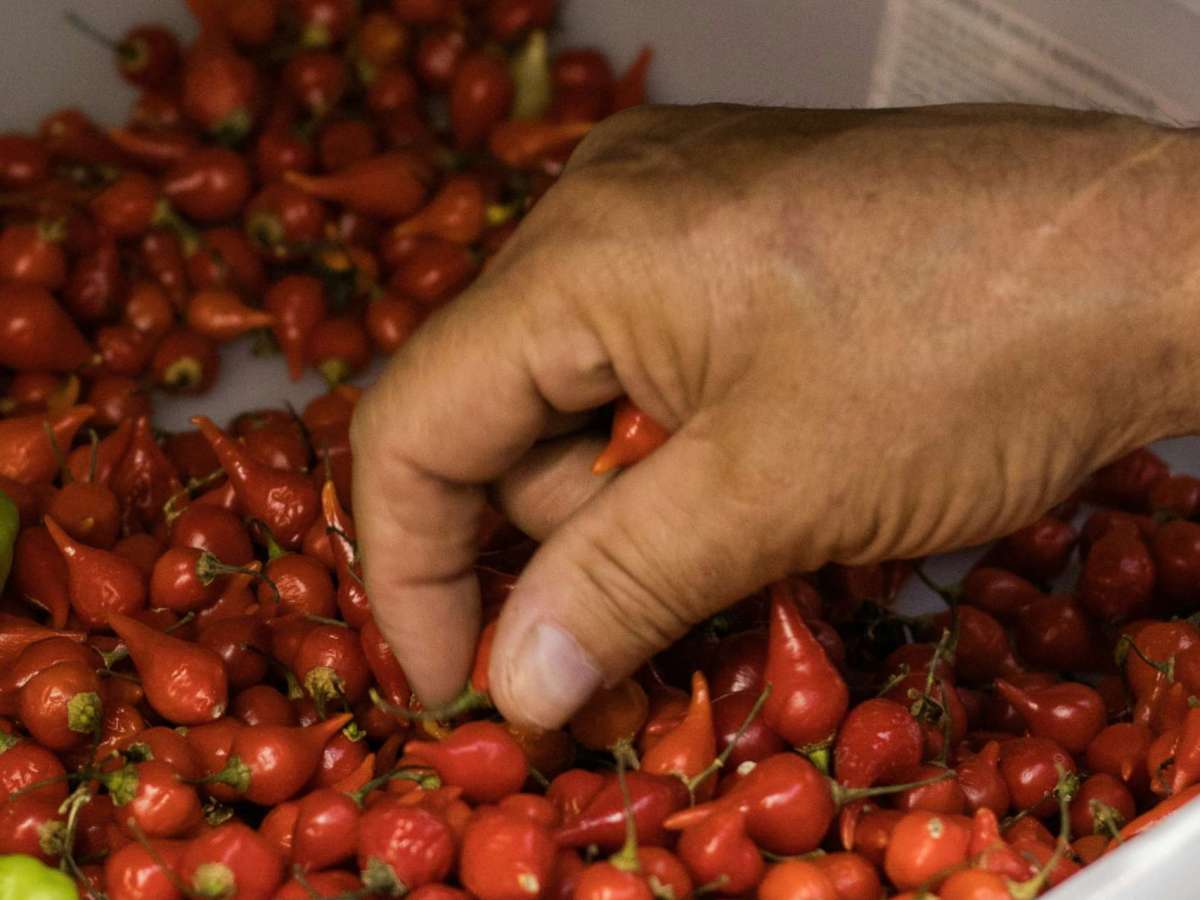 Pimenta Biquinho em&nbsp;Conserva